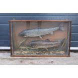 Cased taxidermy fish believed to be a brown trout together with a sea trout realistically mounted