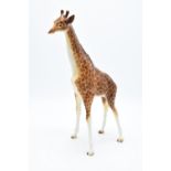 Beswick large giraffe 1631. In good condition with no obvious damage or restoration apart from one