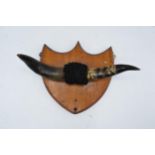 An Edwardian pair of cow horns mounted onto a wooden shield frame. 27cm width. In good condition. (