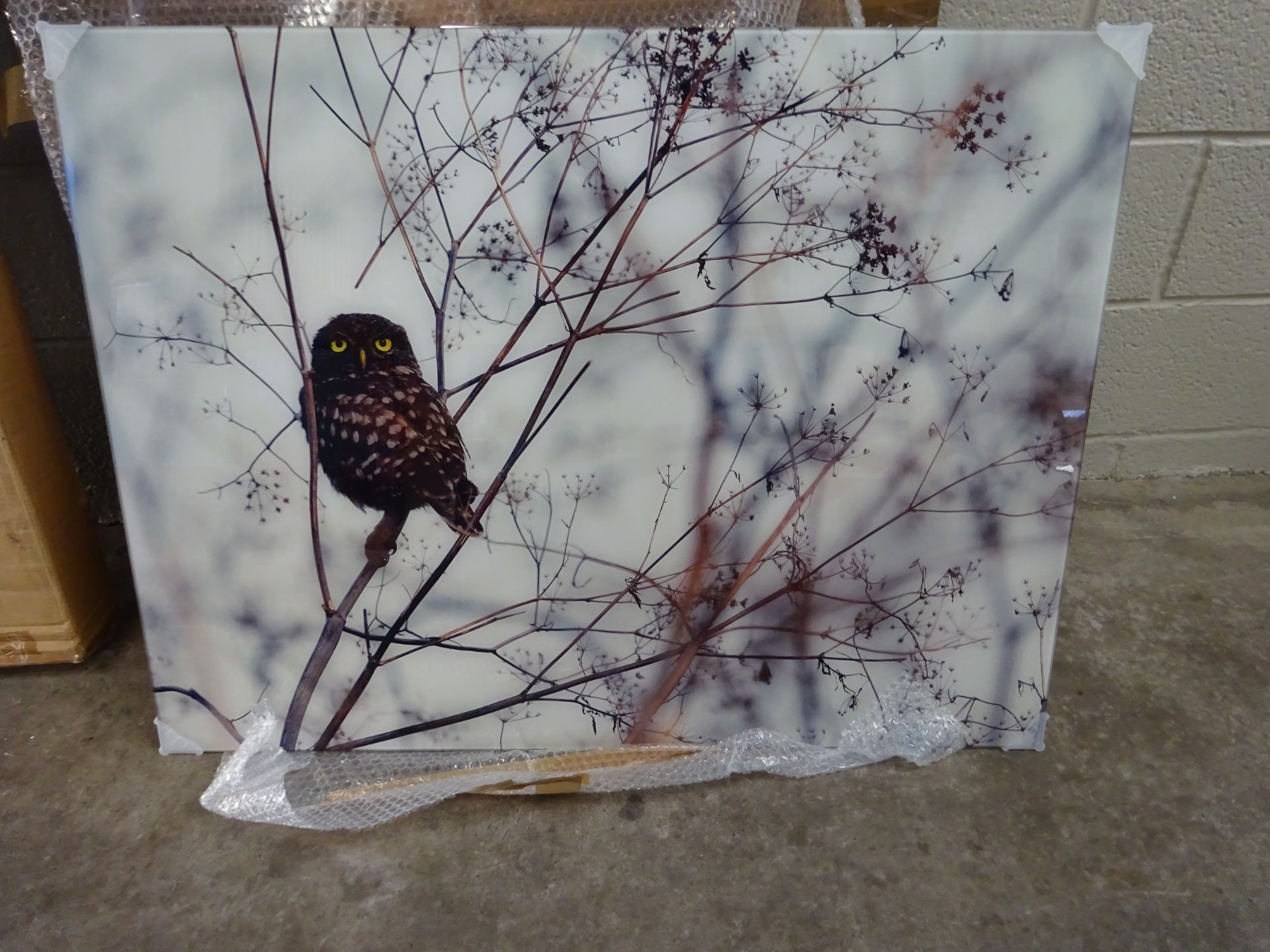 Owl in Winter' Photograph on Glass