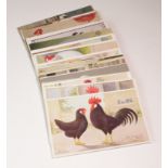 Poultry - wide range of postcards inc Feathered World series with some Greetings and Comic items. (