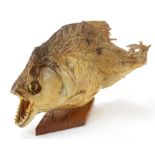 Taxidermy. A stuffed piranha fish, length 20cm approx.