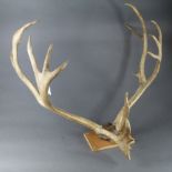 Antlers. A large set of mounted deer antlers