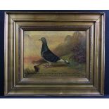 Beer, William Andrew (1862-1964) 'Dinah'. Oil on Canvas portrait of a racing pigeon. Signed Andrew