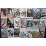 Postcards, Birds, a collection of approx. 50 cards inc. artist-drawn by Austen & Green, also RP's,