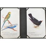 Trade cards, Caperns, Cage Birds 'P' size special corner mount album containing 54 cards together