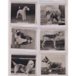 Cigarette cards, J. Sinclair, two sets, Champion Dogs A Series, both standard & 'L' size sets (