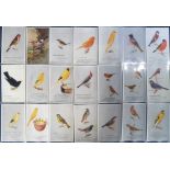 Postcards, Advertising, Caperns Bird Seed, a collection of 35, plain back cards showing various