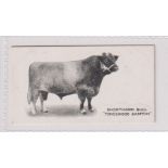 Cigarette card, Taddy, Famous Horses & Cattle, No 17, Shorthorn Bull, 'Tongswood Bamton' (vg) (1)