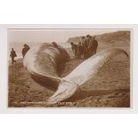Postcard, Hampshire, Isle of Wight, RP, showing Whale washed ashore at Blackgang, by Nigh, (blue