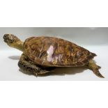 A large taxidermy Hawksbill turtle, length 64cm (CITES re-export permit will be required for