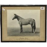 An early 20th century horse portrait photograph of 'Shining Steel by Grey Metal-Moonlight IV', by