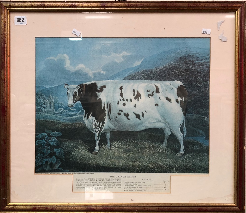 'The Craven Heifer' A colour print after Malcolm Messer 40 x 45cm