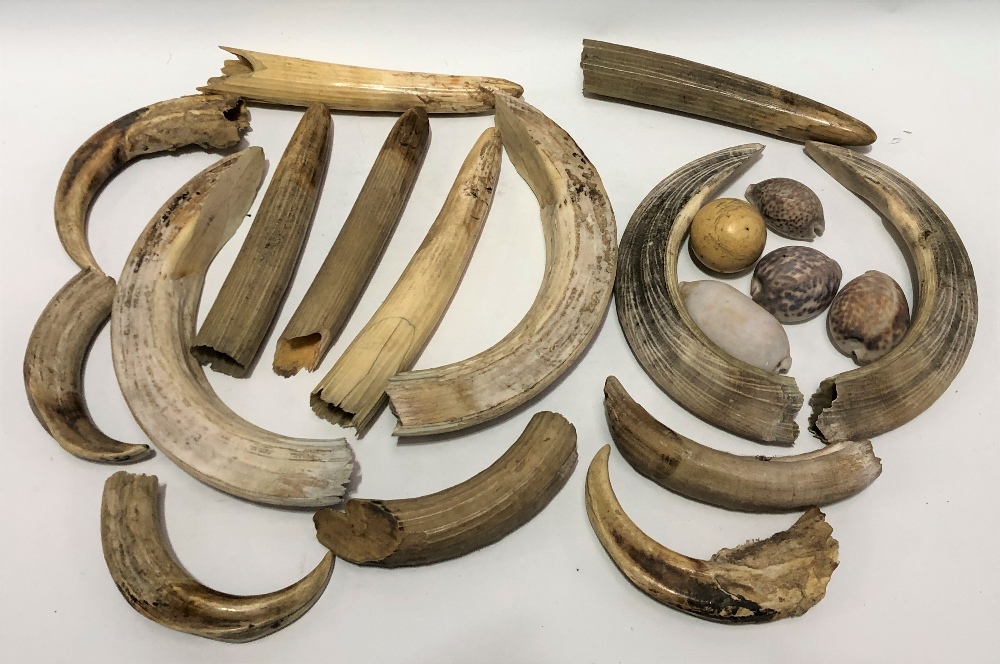 Collection of hippopotamus tusks and cowrie shells