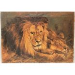 F. WATSON Study of a male and female lion Oil on canvas Signed and dated 1901 50 x 72cm