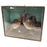 Taxidermy red grouse and hen specimens within glazed case, width 55cm.