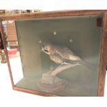 Taxidermy jay within a stained pine glazed case, width 52cm.