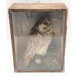 Taxidermy barn owl within a pine glazed case, width 32cm.
