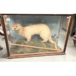 Taxidermy otter within a pine stained glazed case, width 82cm.