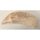 A large Scrimshaw antique sperm whale tooth engraved with a three masted ship and with whale, length