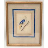 Attributed to CHARLOTTE HILL (19th century British) Watercolour and pencil study of an exotic bird