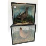 A taxidermy moorhen within glazed case together with a taxidermy bantam hen within glazed vase (2)