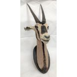 A taxidermy oryx head upon oval oak back, height 131cm approximately.