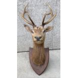 A taxidermy stag head upon oak shield plaque, height 115cm.