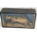 A taxidermy badger within a stained pine glazed case, width 93cm