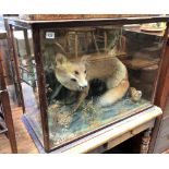 A taxidermy fox within a glazed case, width 86cm.