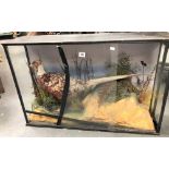 A taxidermy pheasant in a glazed naturalistic case, width 85cm (glass AF)