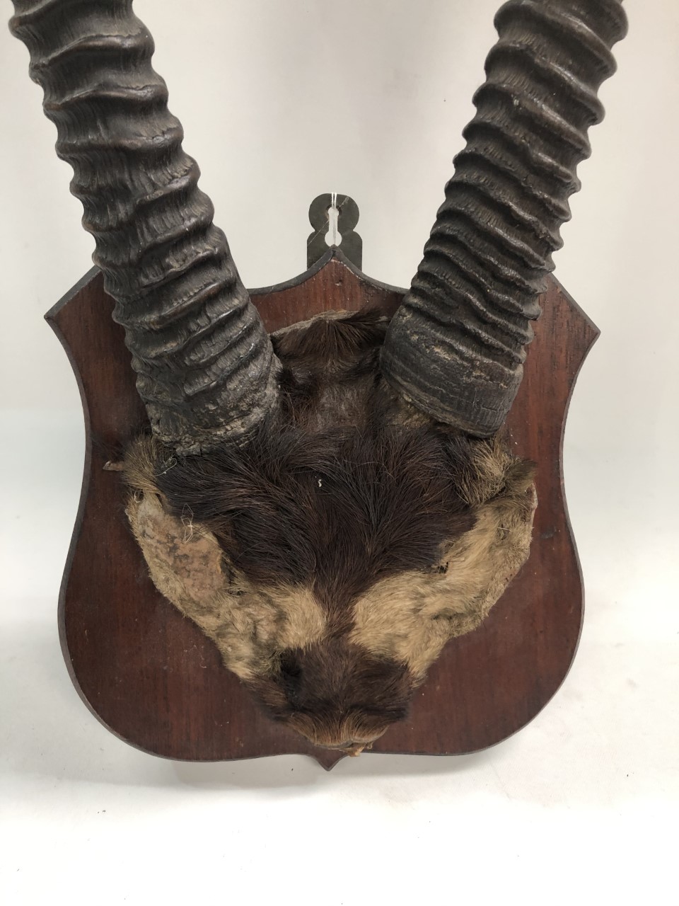 A mahogany shield mounted taxidermy Gemsbok antlers with partial skull with fur, height 105cm. - Image 2 of 2