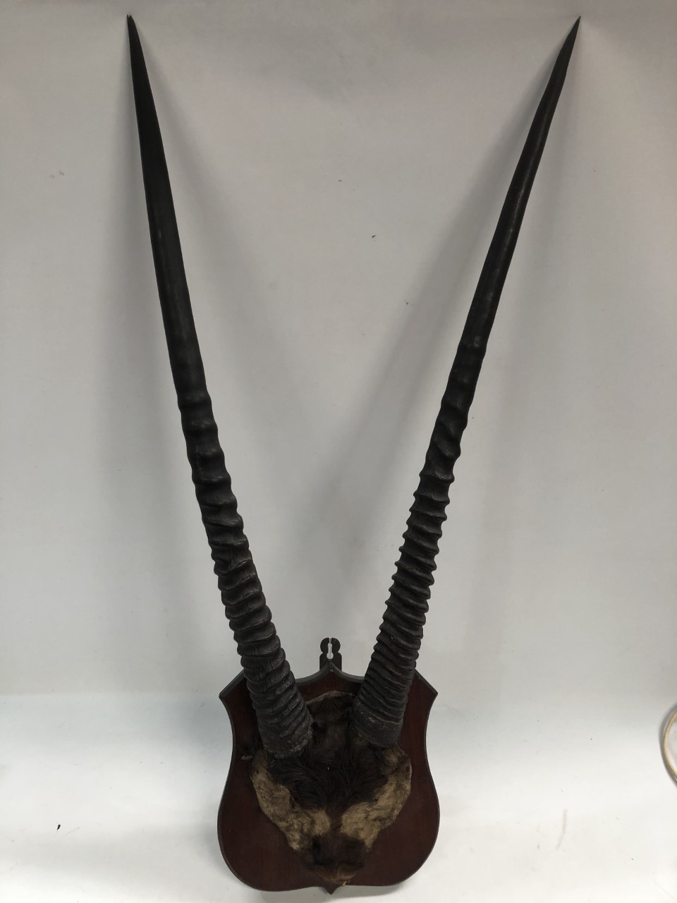 A mahogany shield mounted taxidermy Gemsbok antlers with partial skull with fur, height 105cm.