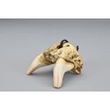 An unusual Japanese jawbone netsuke. Possibly from the upper jaw of a fox. The top of the netsuke