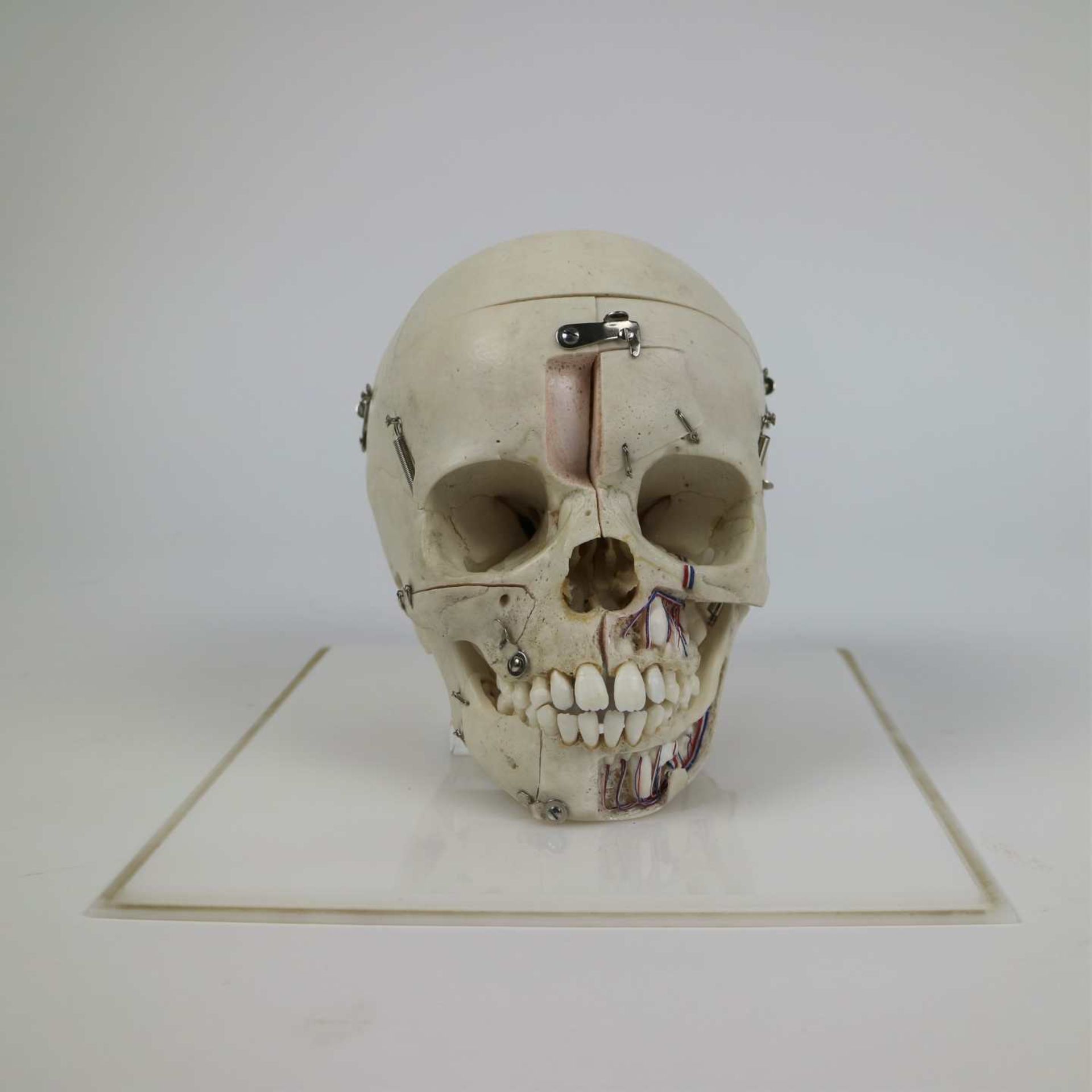 Study skull of a child