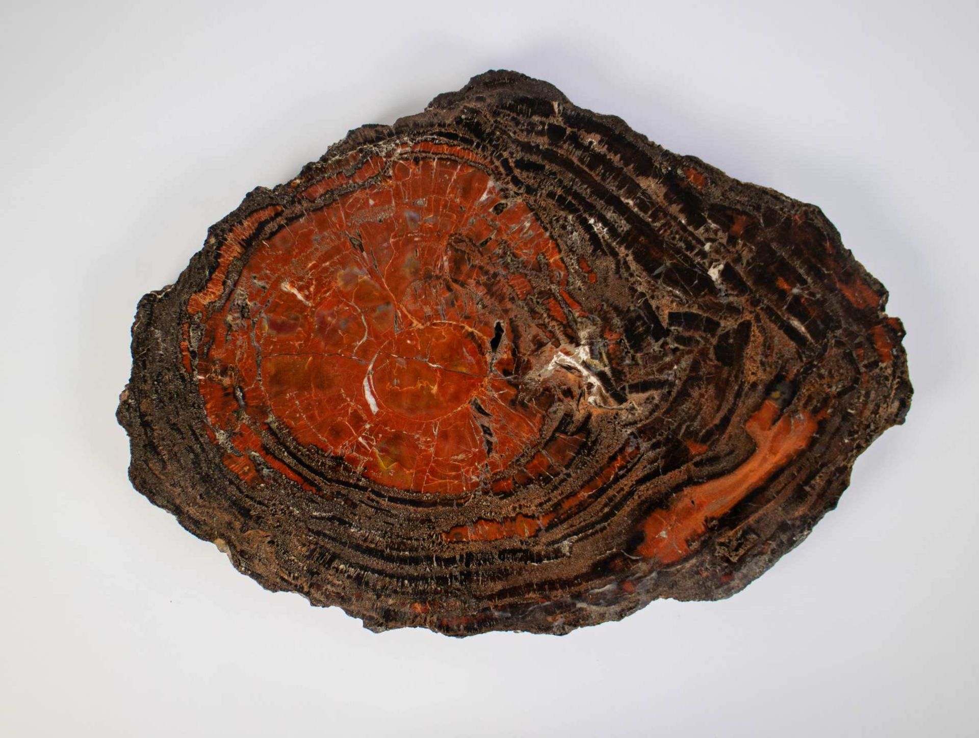 Petrified wood