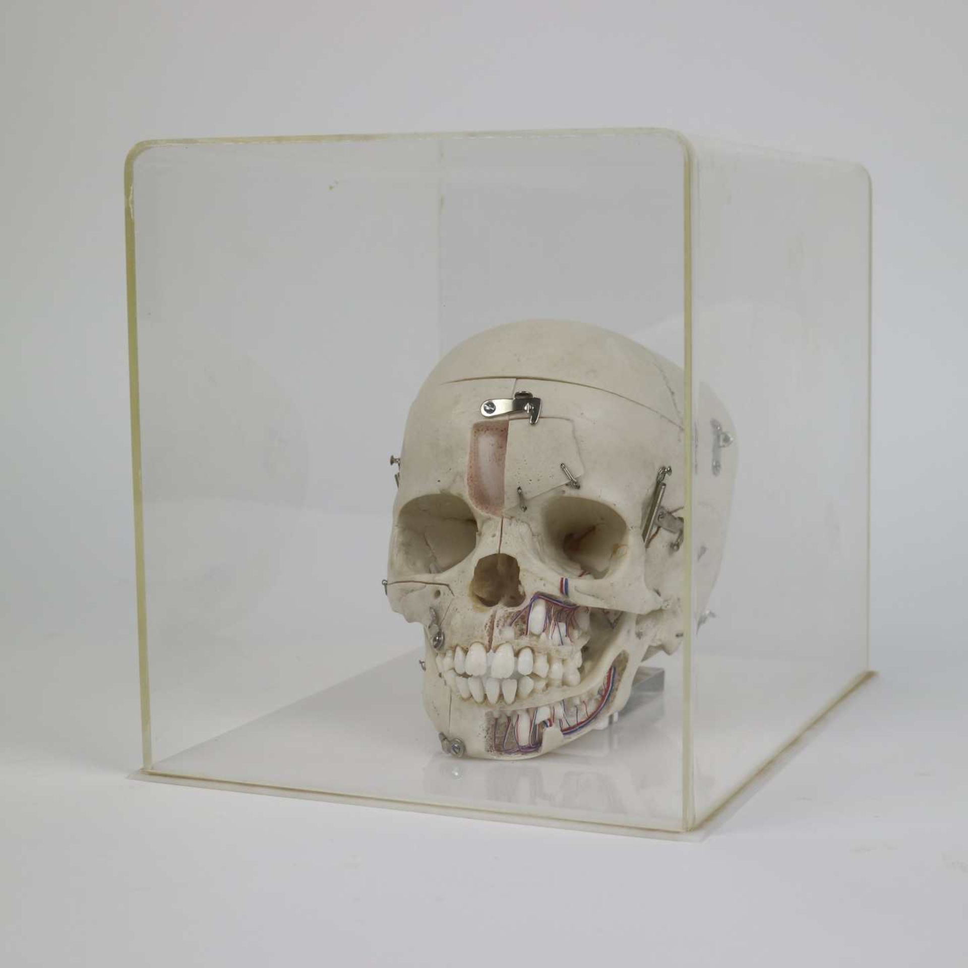 Study skull of a child - Bild 2 aus 6