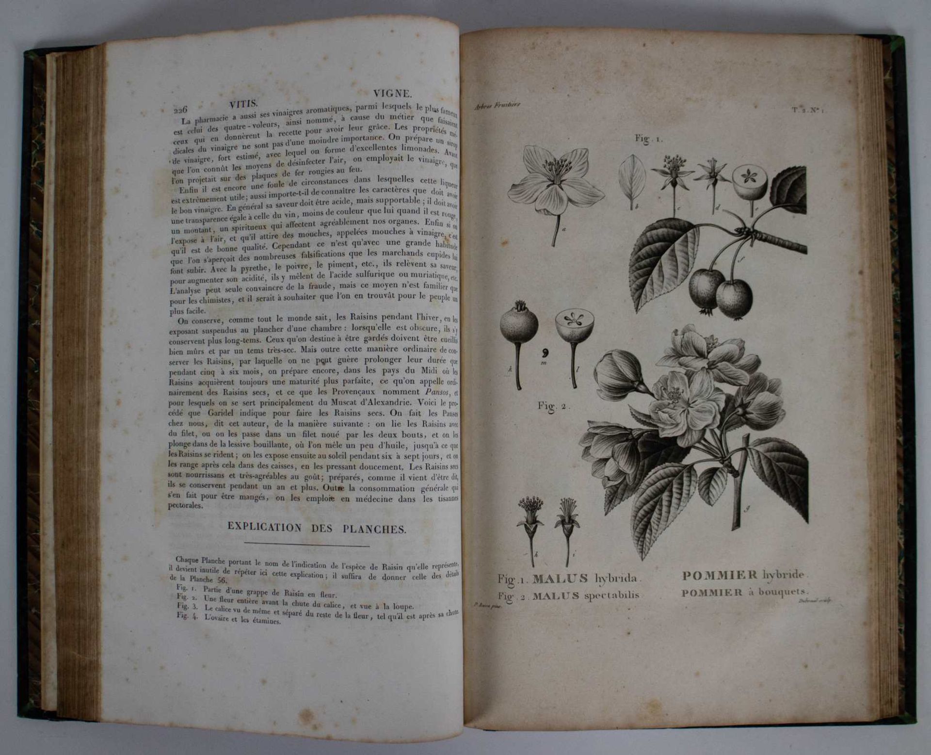Antiquarian, Arbres fruitières par Duhamel Dumonceau ca 1800 - Bild 6 aus 7