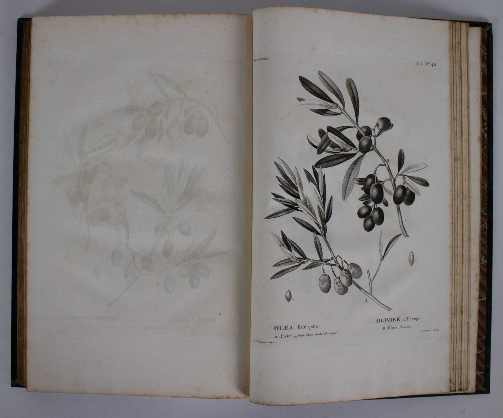 Antiquarian, Arbres fruitières par Duhamel Dumonceau ca 1800 - Bild 4 aus 7
