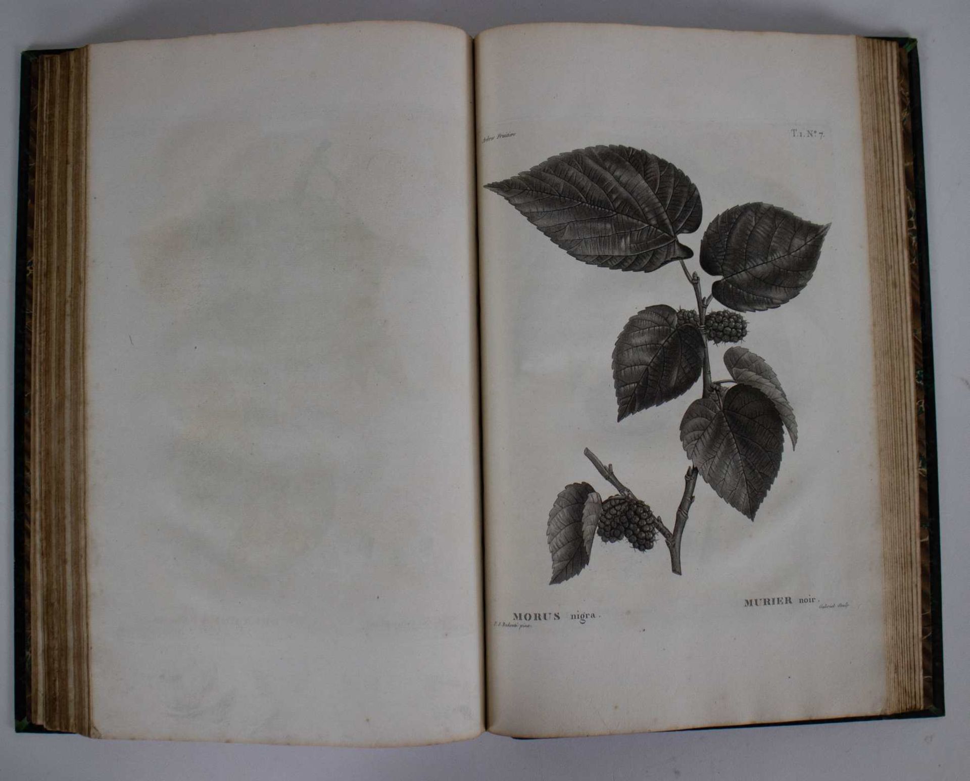 Antiquarian, Arbres fruitières par Duhamel Dumonceau ca 1800 - Bild 3 aus 7