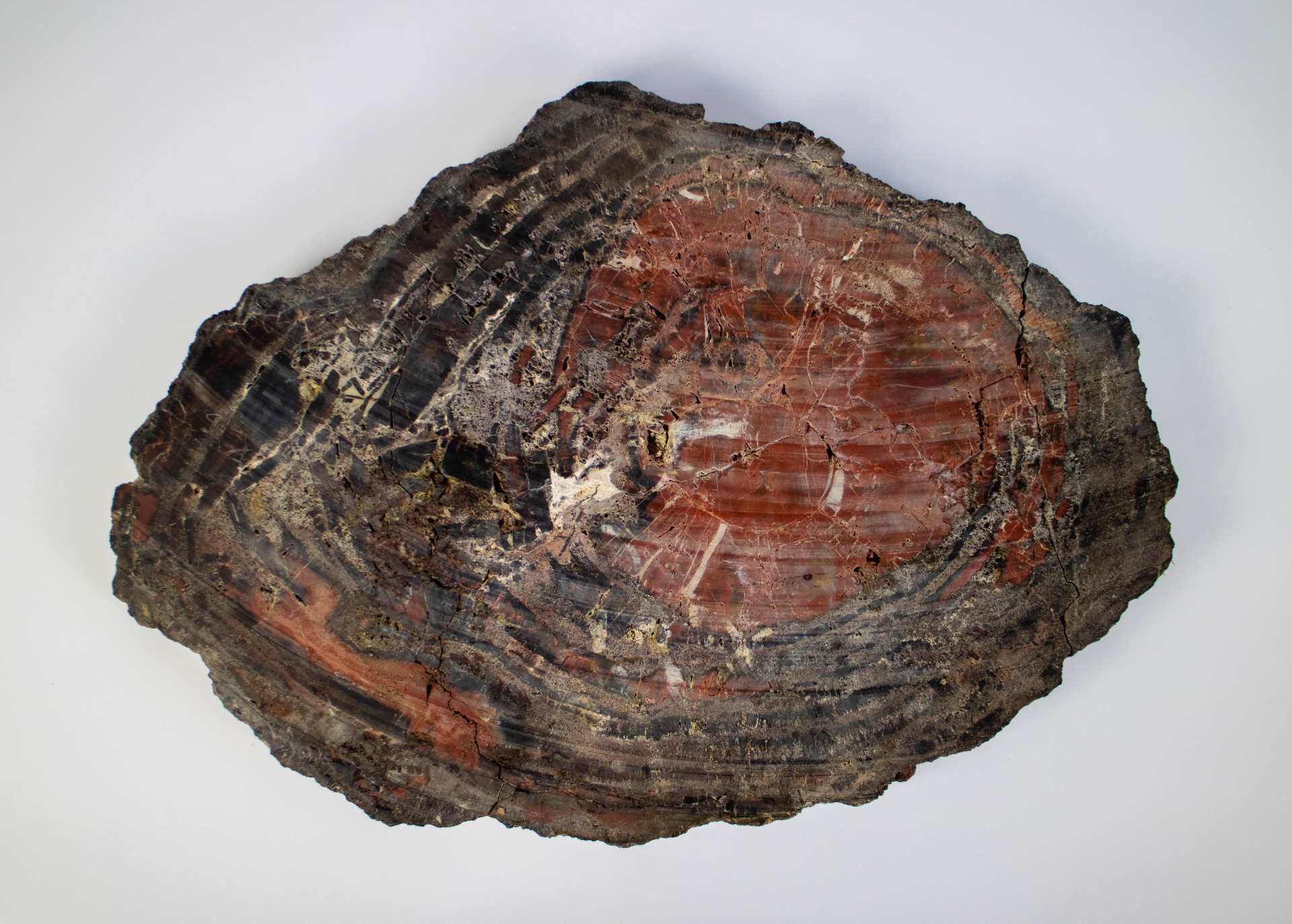 Petrified wood - Bild 2 aus 2