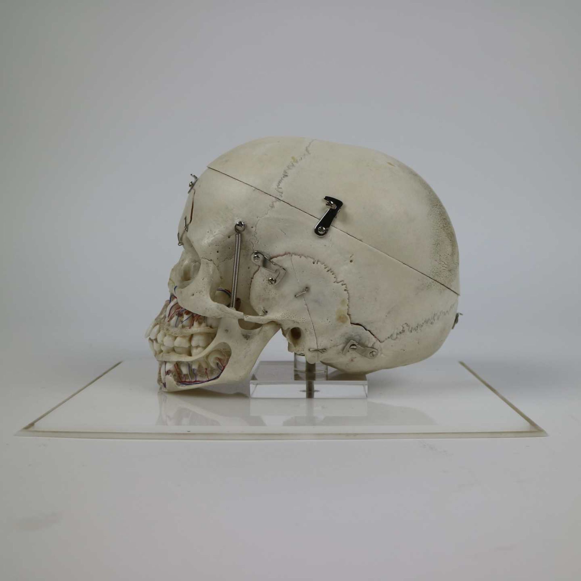 Study skull of a child - Image 3 of 6