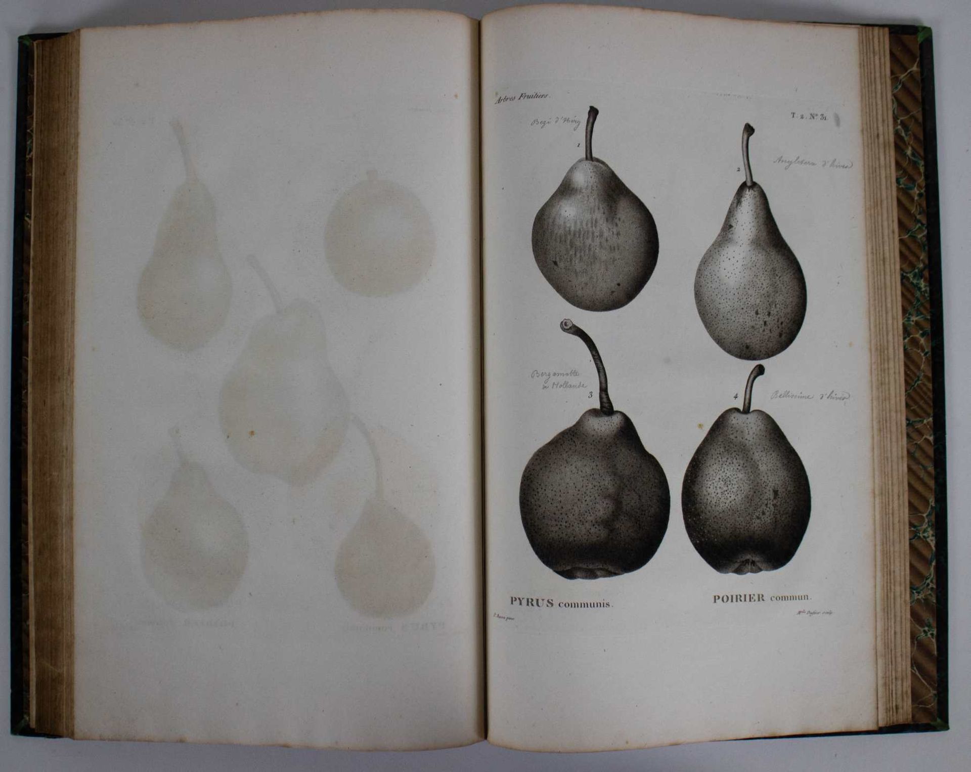 Antiquarian, Arbres fruitières par Duhamel Dumonceau ca 1800 - Bild 7 aus 7