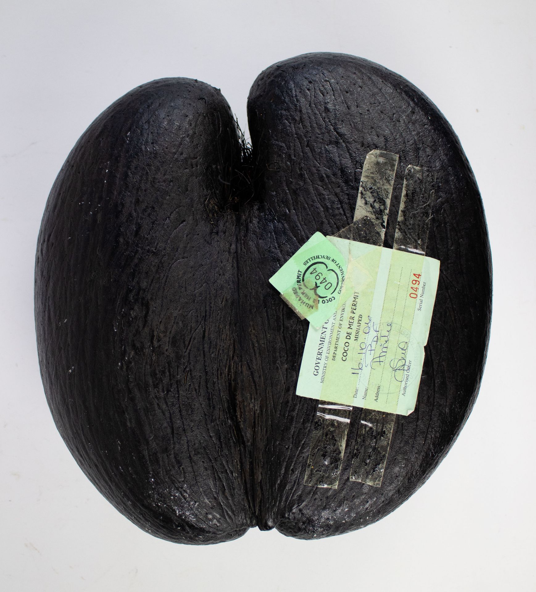 Coco de mer nut from the Seychelles - Image 3 of 3