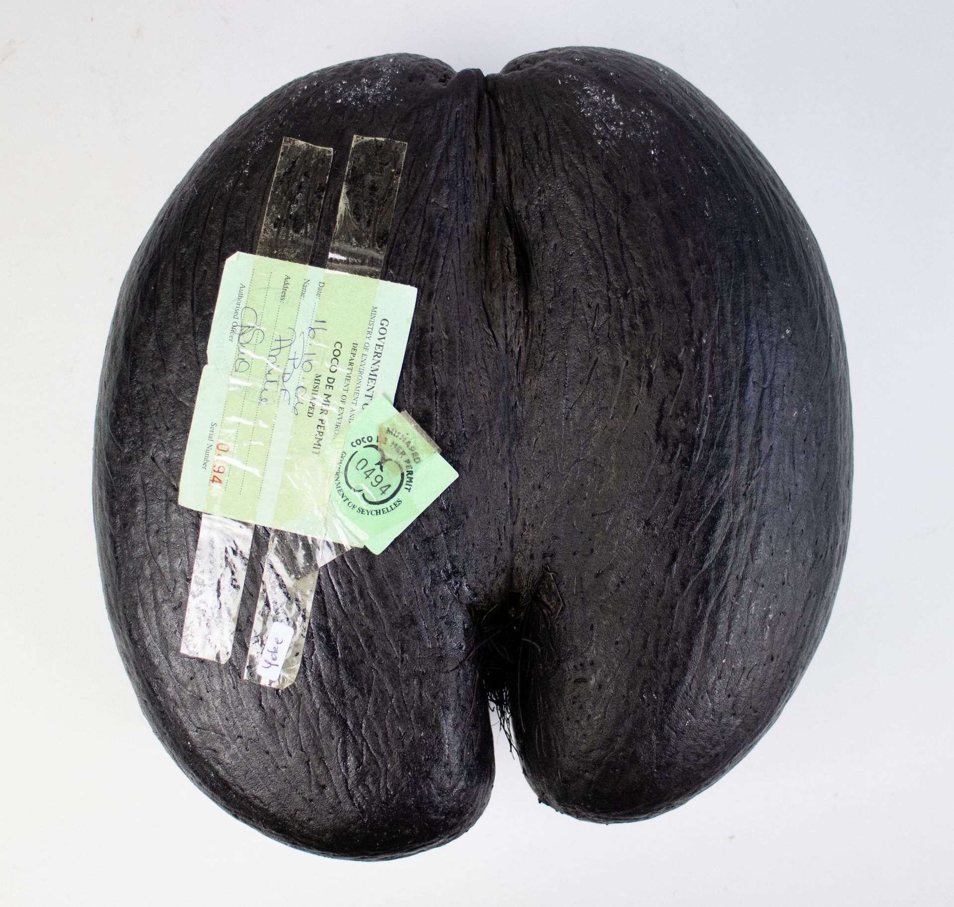 Coco de mer nut from the Seychelles - Image 2 of 3