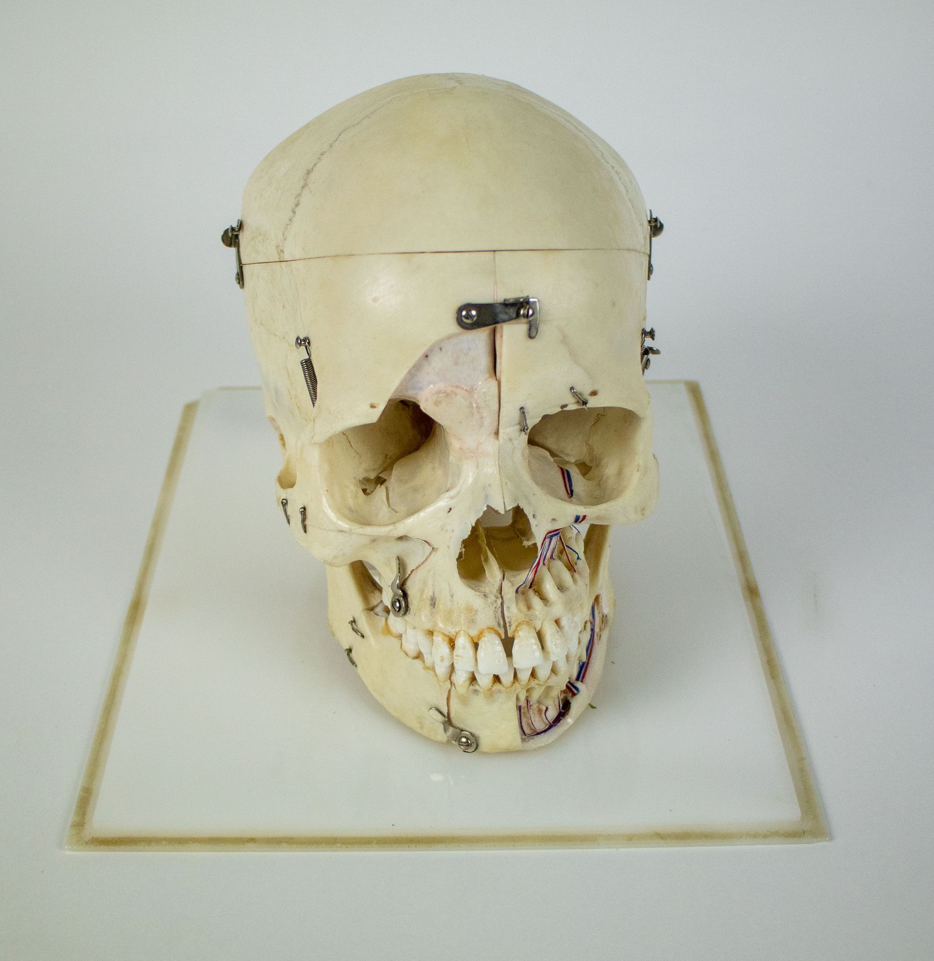 Study of a skull - Bild 3 aus 7