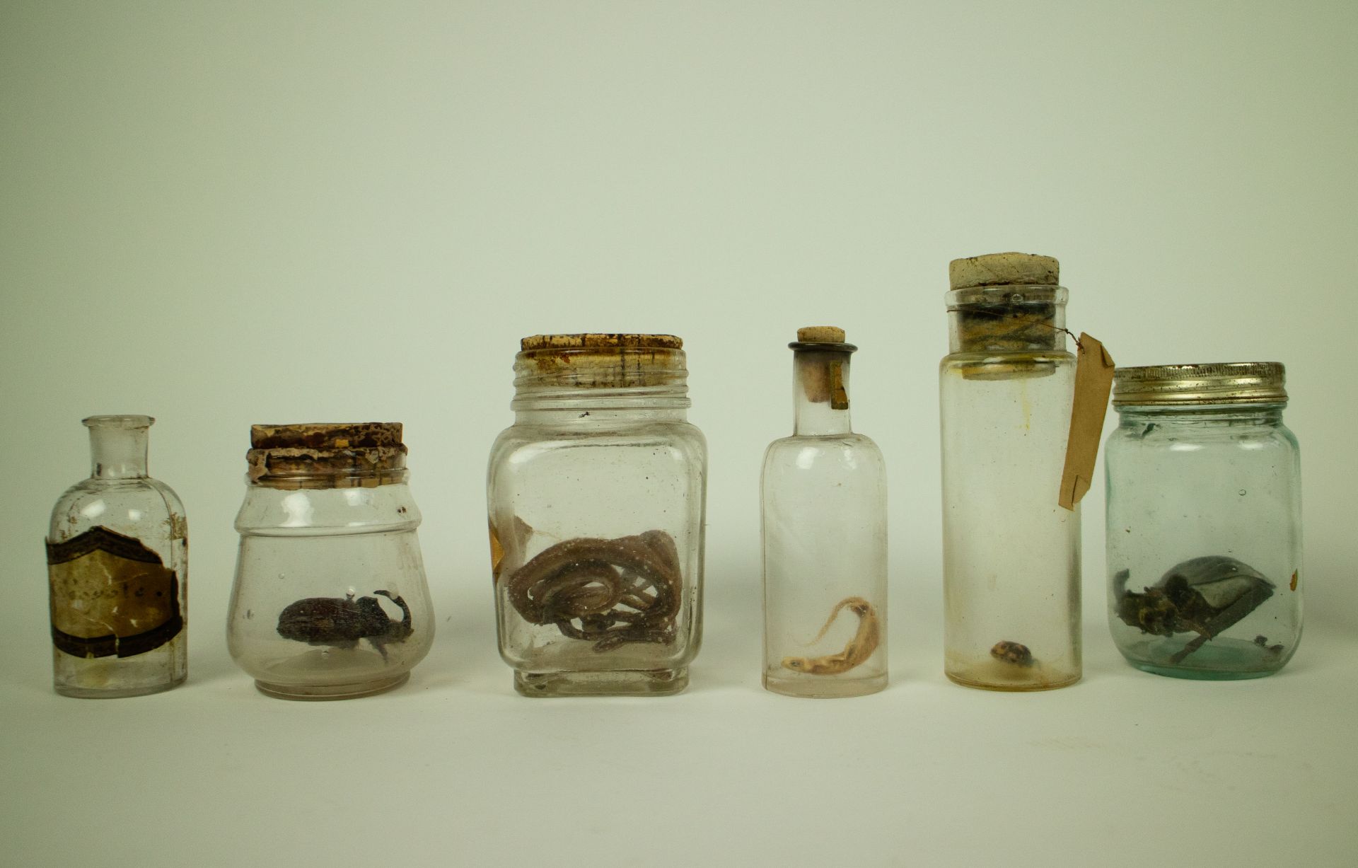 Collection with animals and animal dolls in glass jars - Image 3 of 3