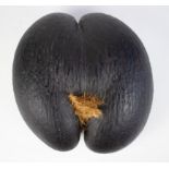 Coco de mer nut from the Seychelles