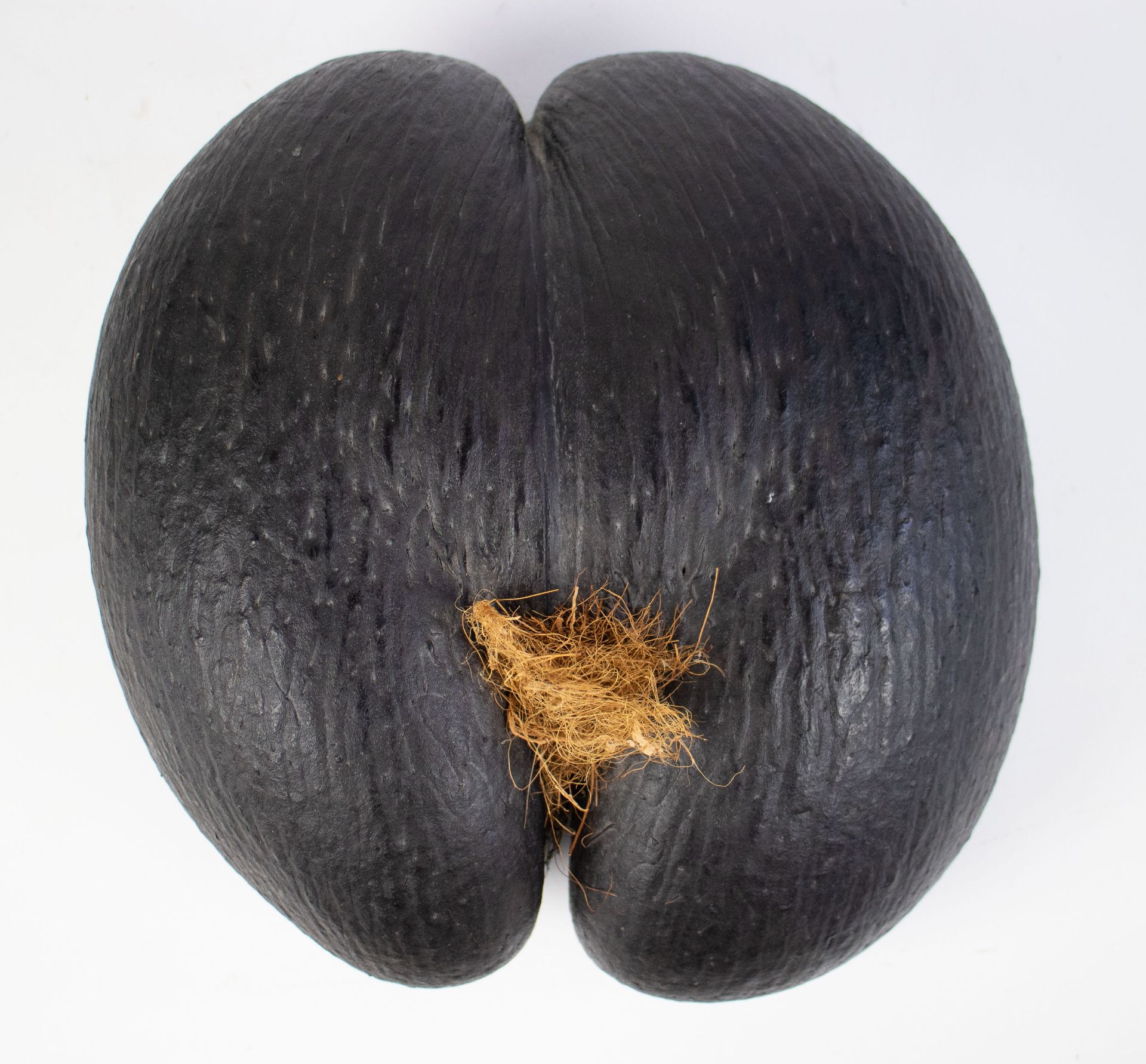 Coco de mer nut from the Seychelles