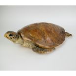 Taxidermy turtle